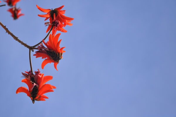 Una rama de flores en el cielo azul