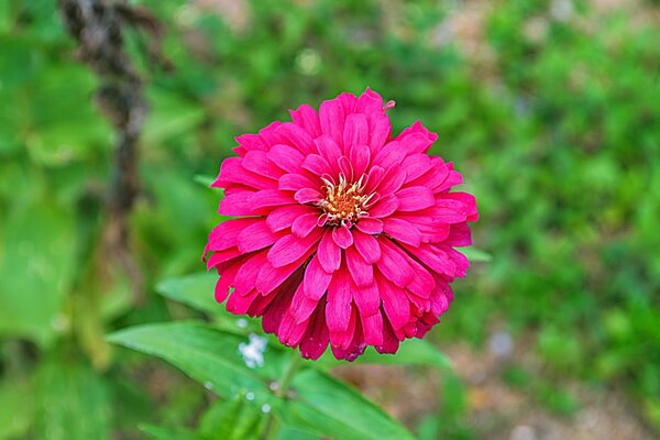 Flor exuberante. Hierba verde