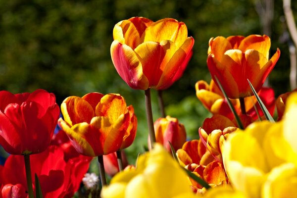 Tulipanes de primavera rojos y amarillos