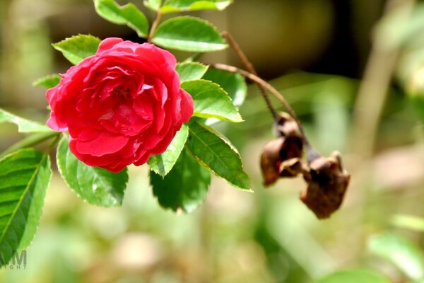 Rosa vermelha do chá. flora de Verão