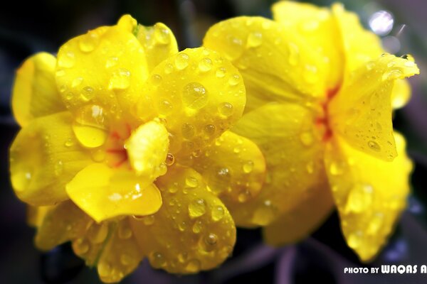 Saison estivale. Fleur jaune dans les gouttes de rosée