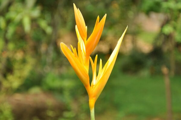 Tropische Blume im Schatten des Grüns