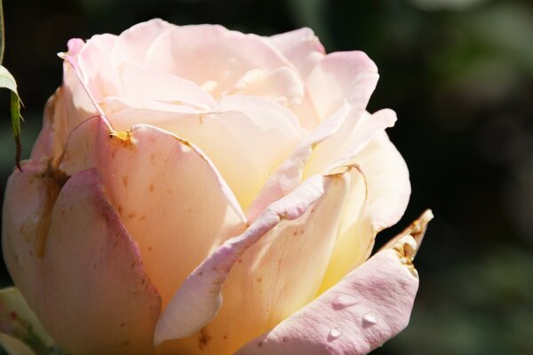 Rosa bianca. tenerezza e amore