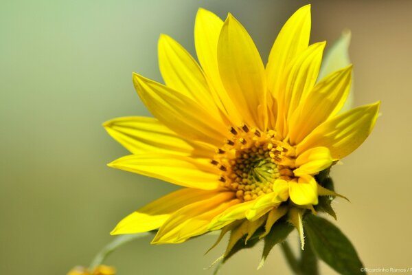 Yellow sunflower in the sun