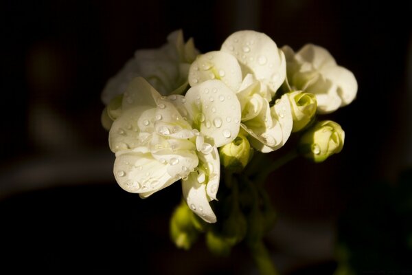 Gotas de lluvia en pequeñas flores