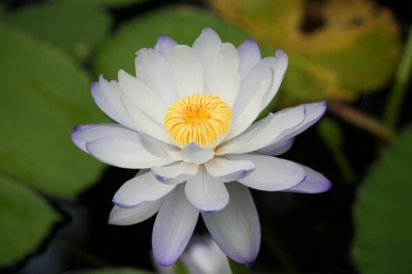 A white lotus in a pond. tenderness and beauty