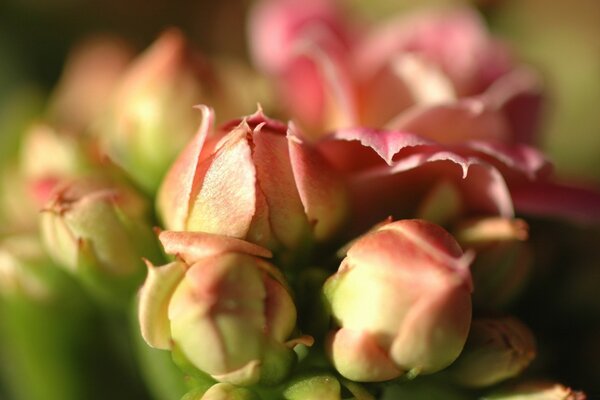 Boutons de rose sur fond vert