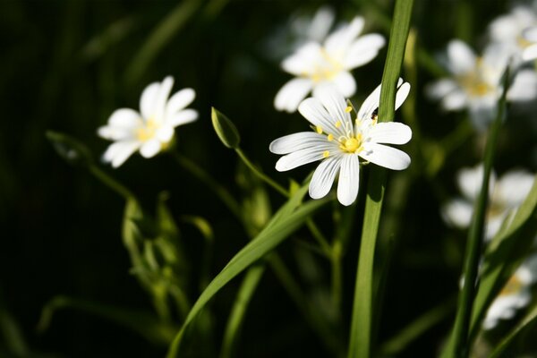 Schöne weiße Blumen auf grünem Hintergrund