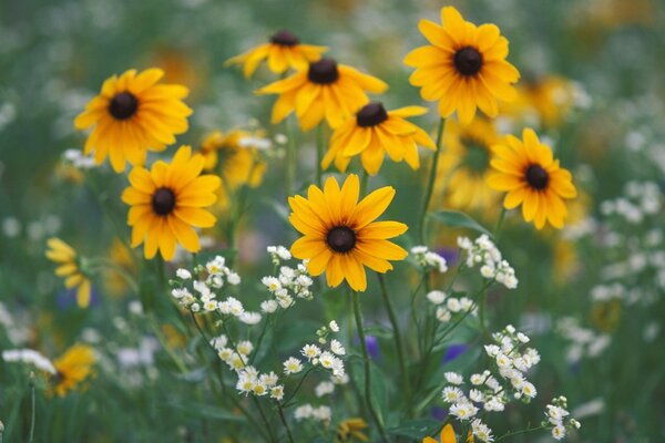 Kır çiçekleri. yaz ve güneş