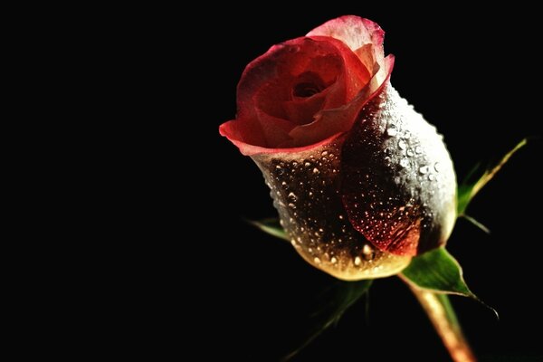 Rosée sur un bouton de rose sur un fond noir