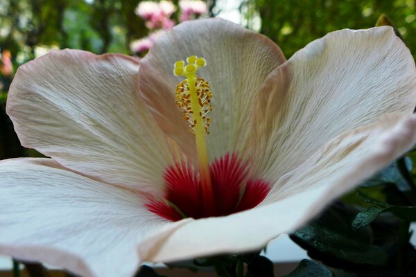 Die Blüte des rosa Hibiskus im Garten