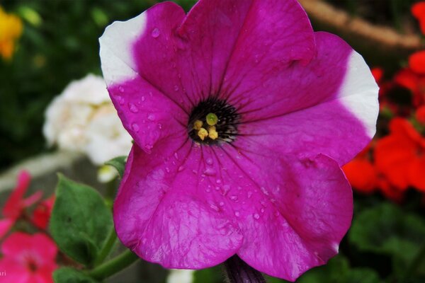 Tau auf Blumen im Morgenwald