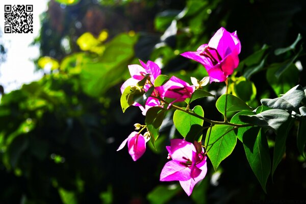 Belle fleur sur fond de nature