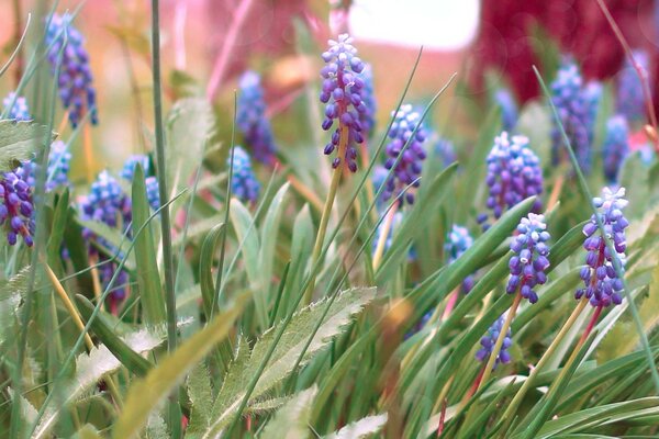 Lilac flowers on a green meadow