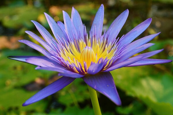 Flor de loto azul cerca de la piscina