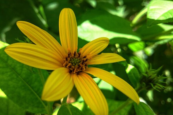 Fleur jaune. Feuilles vertes