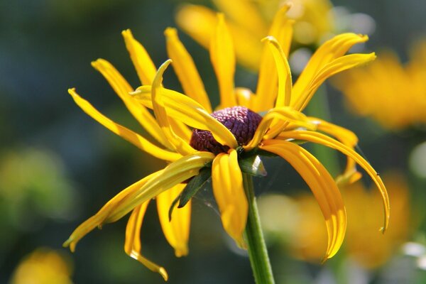 Jede Blume ist in ihrer eigenen Schönheit