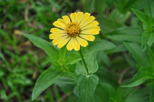 Gros plan de fleur jaune