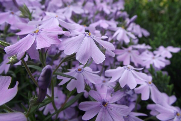 Gartenblumen. Sommergarten