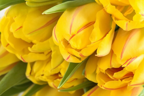 Beautiful bouquet of yellow tulips