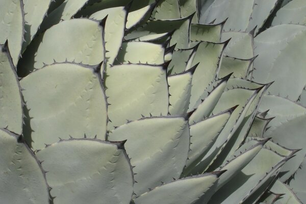 Cactus leaves. Cactus thorns