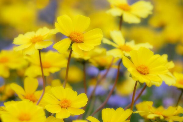 Sommertag. Sonnige Blumen