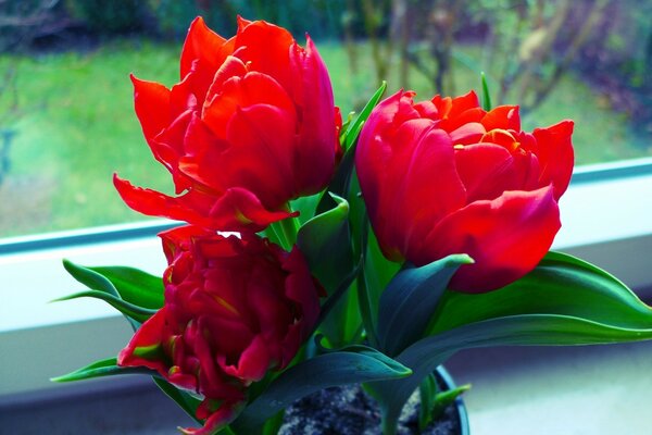 Ramo de flores rojas en la ventana