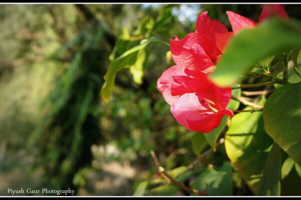 Studying biogogie acquaintance with flowers