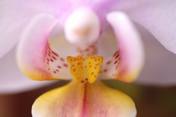 Botão de flor de orquídea exótica