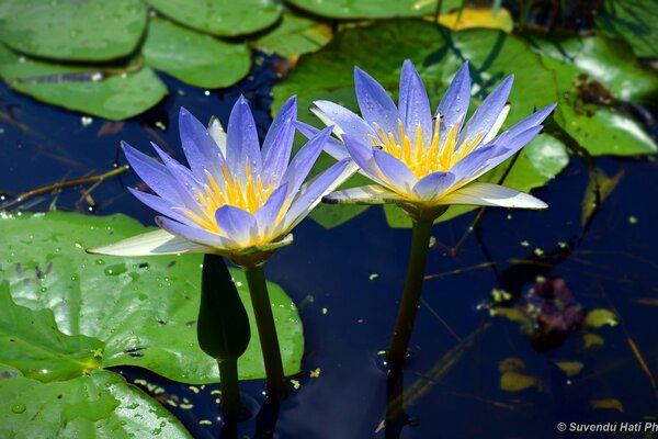 Loto azul en el agua. naturaleza