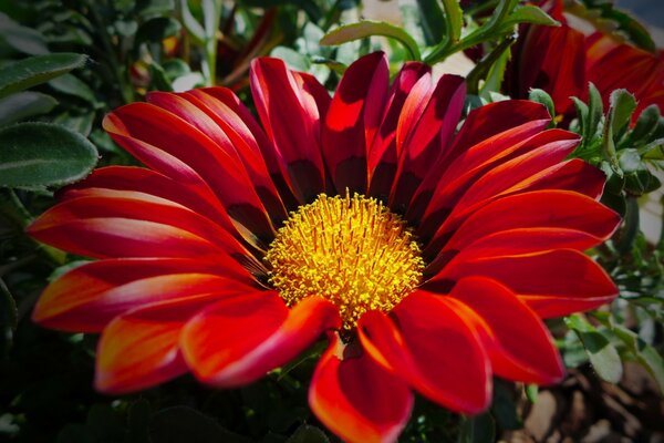 La fleur rouge attire sa beauté