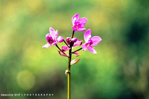 A bright flower on a blurry green background