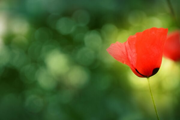 Roter Mohn auf grünem Hintergrund