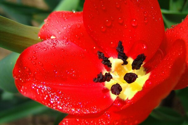 Tulipán rojo brillante. Polen en su lugar