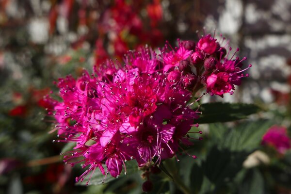 Purple blumings. flowers in nature