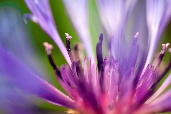 Pétalas de flores verão beleza