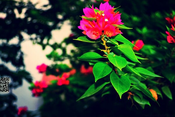 Foto artística de uma flor na natureza