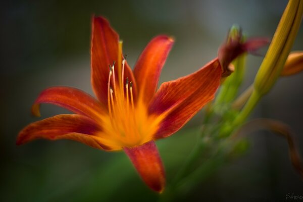 The mesmerizing beauty of red flowers