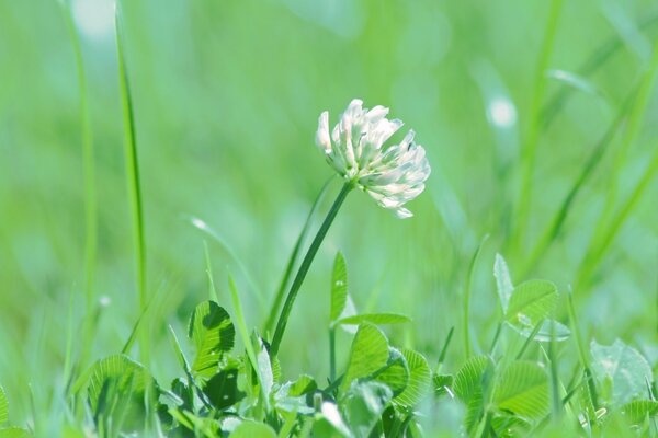 Gras Blumen Blatt Blätter