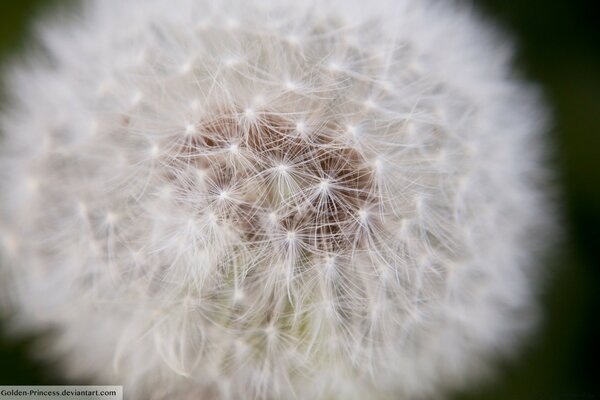 White downy dandelions in nature