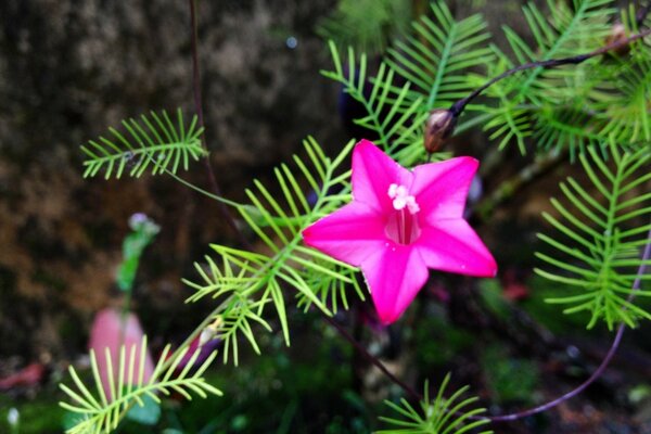 Pink flower in the form of a star