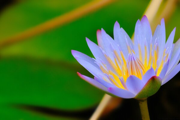 Nature fleur de Lotus bleu