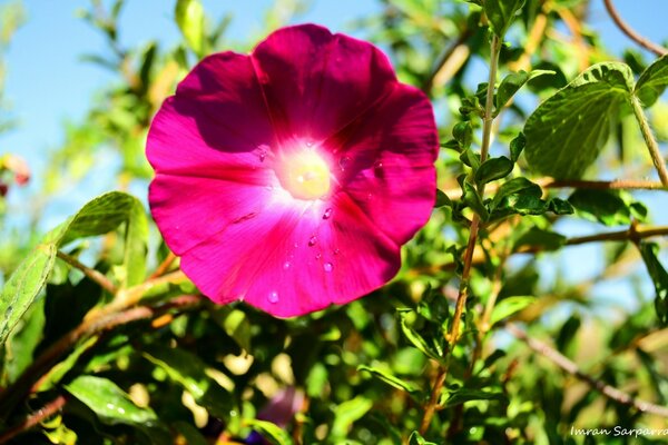 Florece hermosa flor en el sol