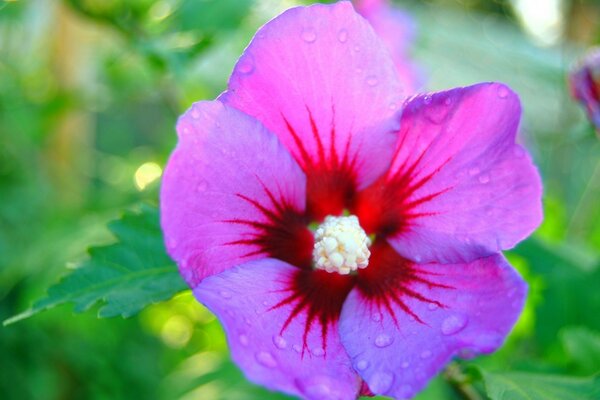 La frescura del rocío en las hojas Lilas