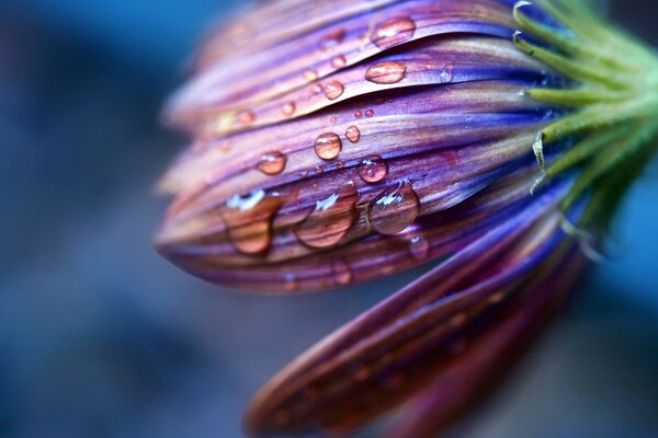 Dew drops on a purple bud