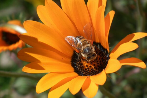 Flor de naranja con trabajador