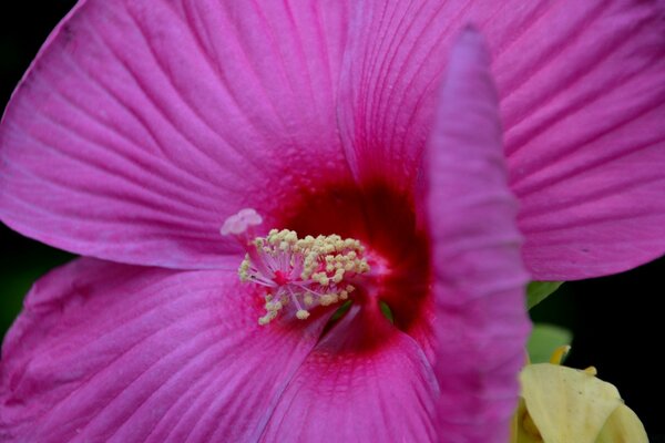 The alluring color of a tropical flower