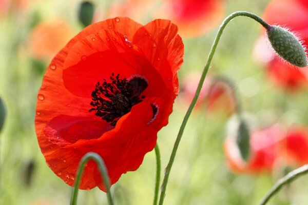 Poppies are red. nature photos