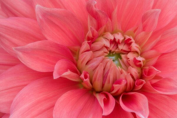 Ungewöhnliche rosa Asterblüte