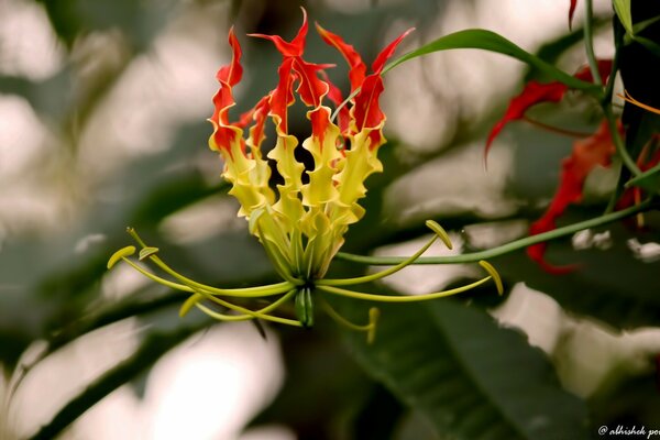 Blumen Reflexion Naturgenuss